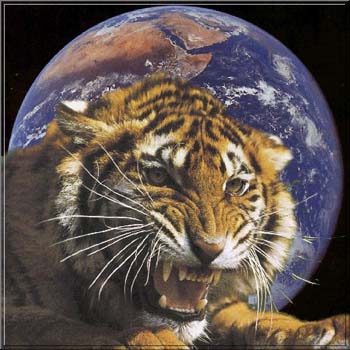 tiger bulk worldwide